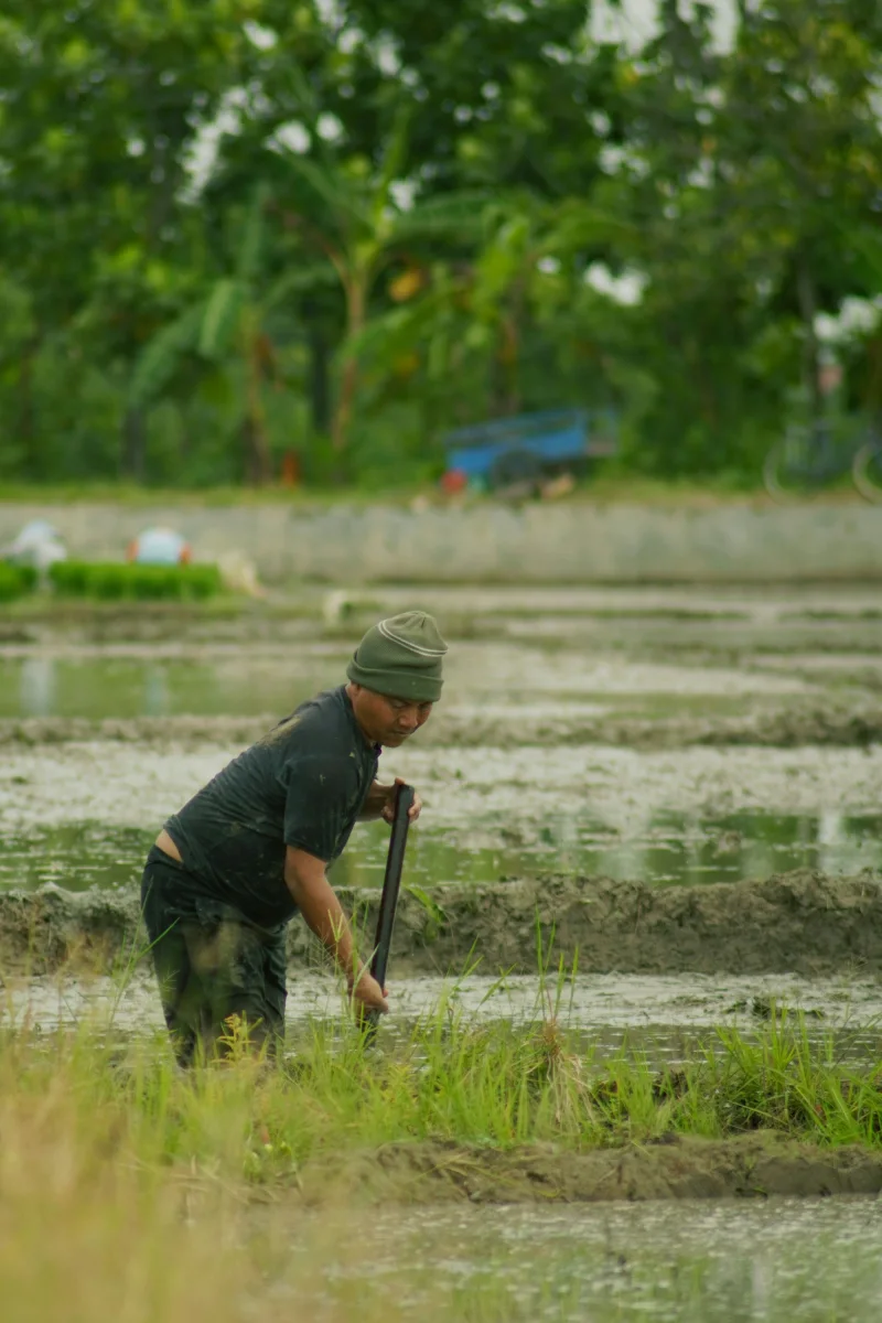 Ilustrasi kegiatan pertanian di Gondang, Pemalang, sebagai konteks gagasan pengembangan agroindustri koperasi.